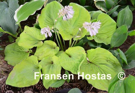 Hosta Lemon Meringue